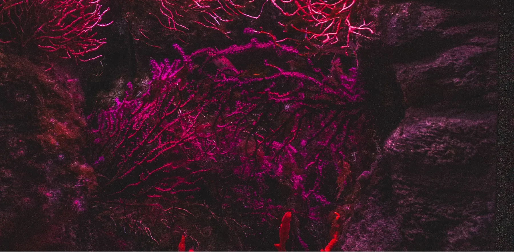 Contact Background